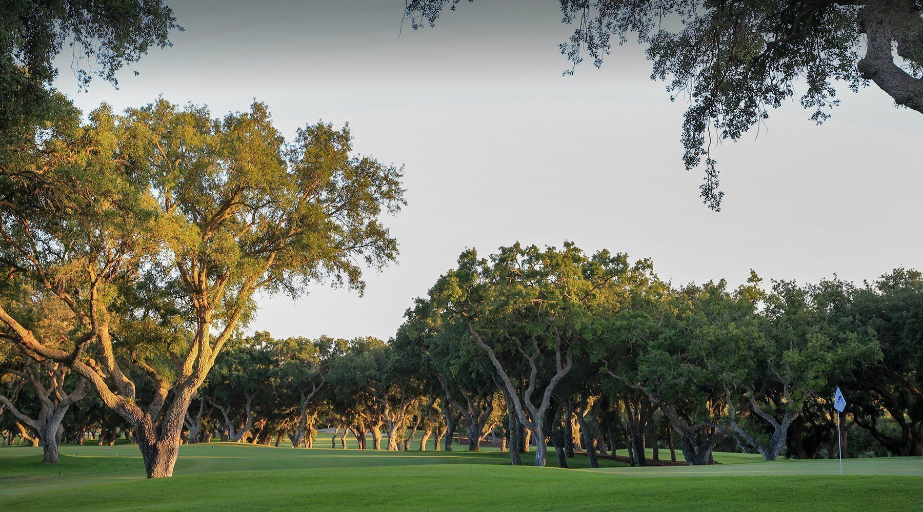 Valderrama golf course fairway lined with cork oaks in Sotogrande
